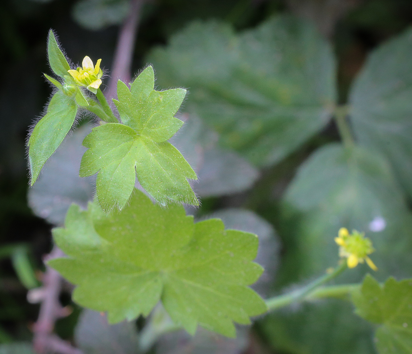 Image of Ranunculus chius specimen.