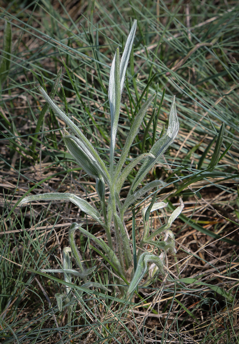 Image of Ranunculus illyricus specimen.