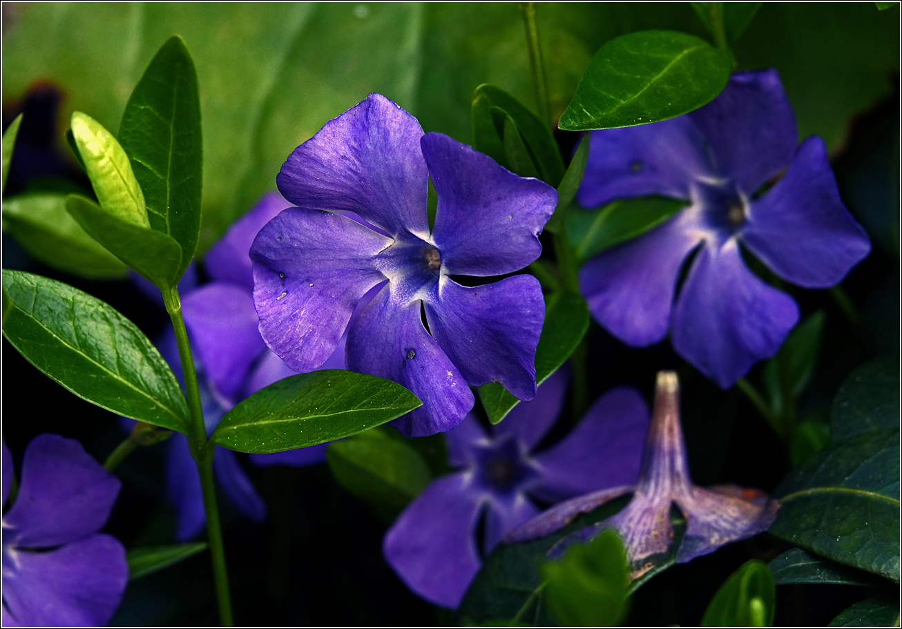 Image of Vinca minor specimen.