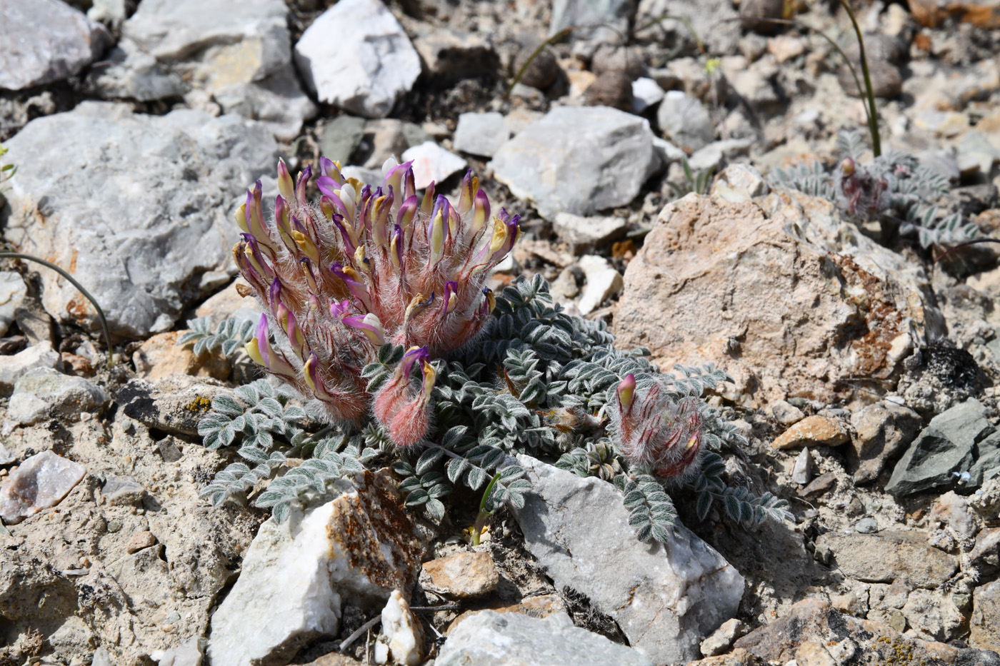 Image of Astragalus chaetodon specimen.