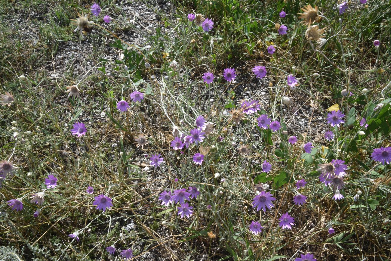 Изображение особи Xeranthemum annuum.