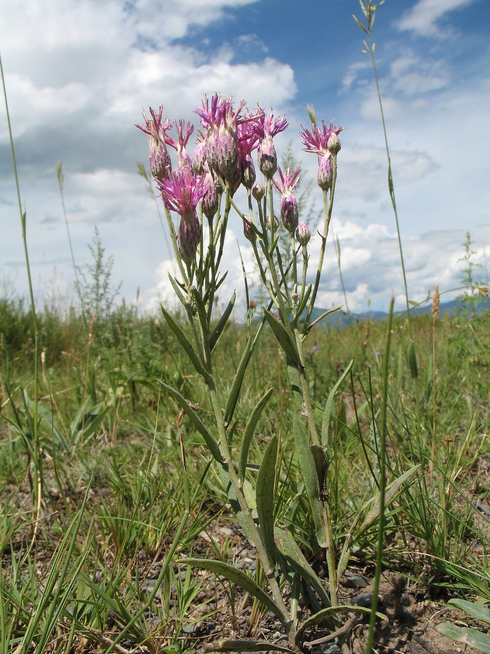 Image of Jurinea multiflora specimen.