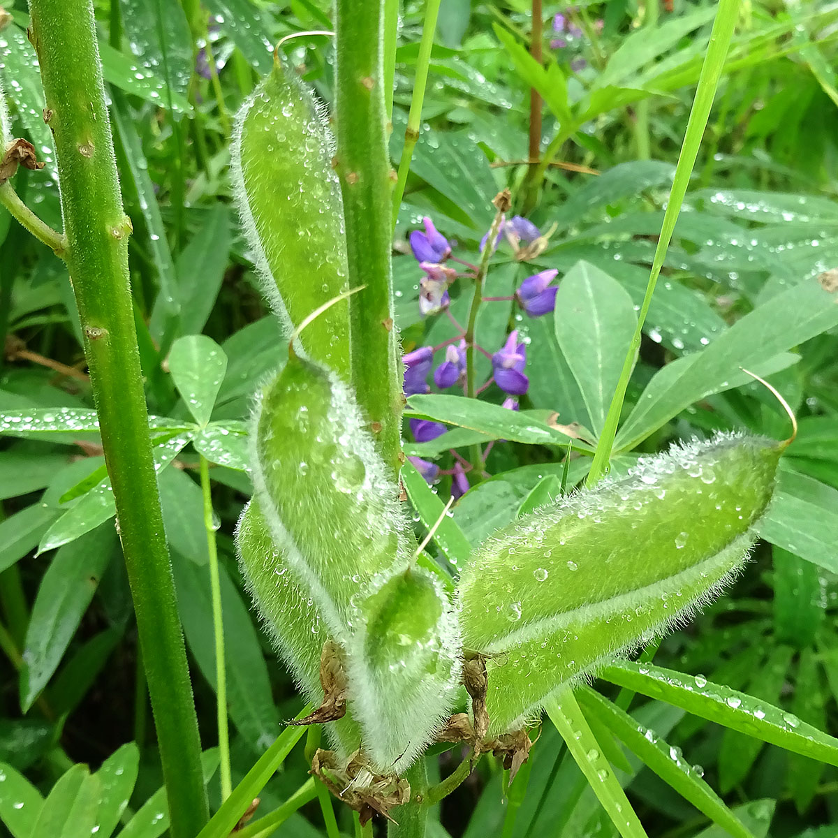 Изображение особи Lupinus nootkatensis.