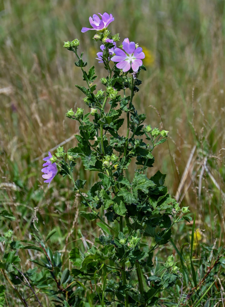 Image of Malva thuringiaca specimen.