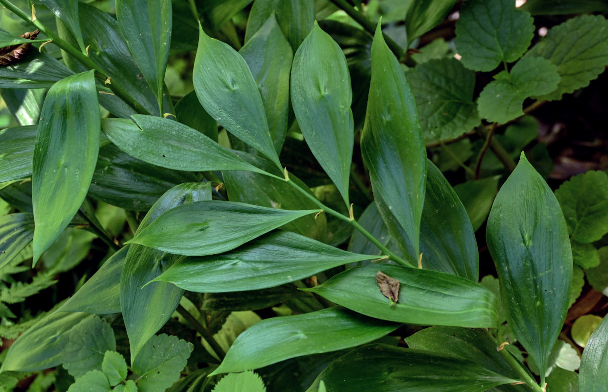 Image of Ruscus colchicus specimen.