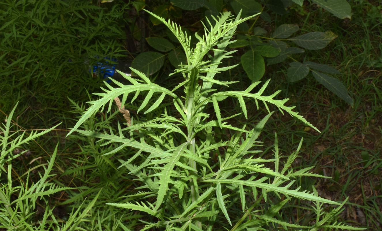 Image of Cannabis sativa var. spontanea specimen.