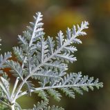 Artemisia freyniana. Листья (вид на абаксиальную поверхность). Приморский край, Октябрьский р-н, окр. с. Новогеоргиевка, дол. р. Раздольная на левом берегу, на остепнённом склоне. 13.09.2024.