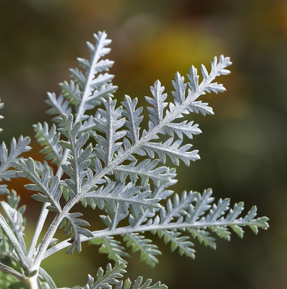 Изображение особи Artemisia freyniana.