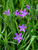 Campanula patula