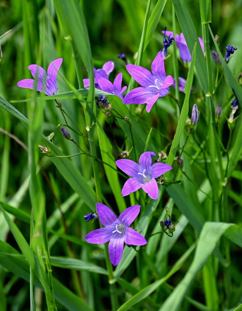 Image of Campanula patula specimen.