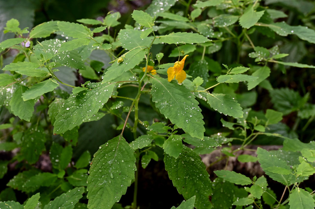 Image of Impatiens noli-tangere specimen.