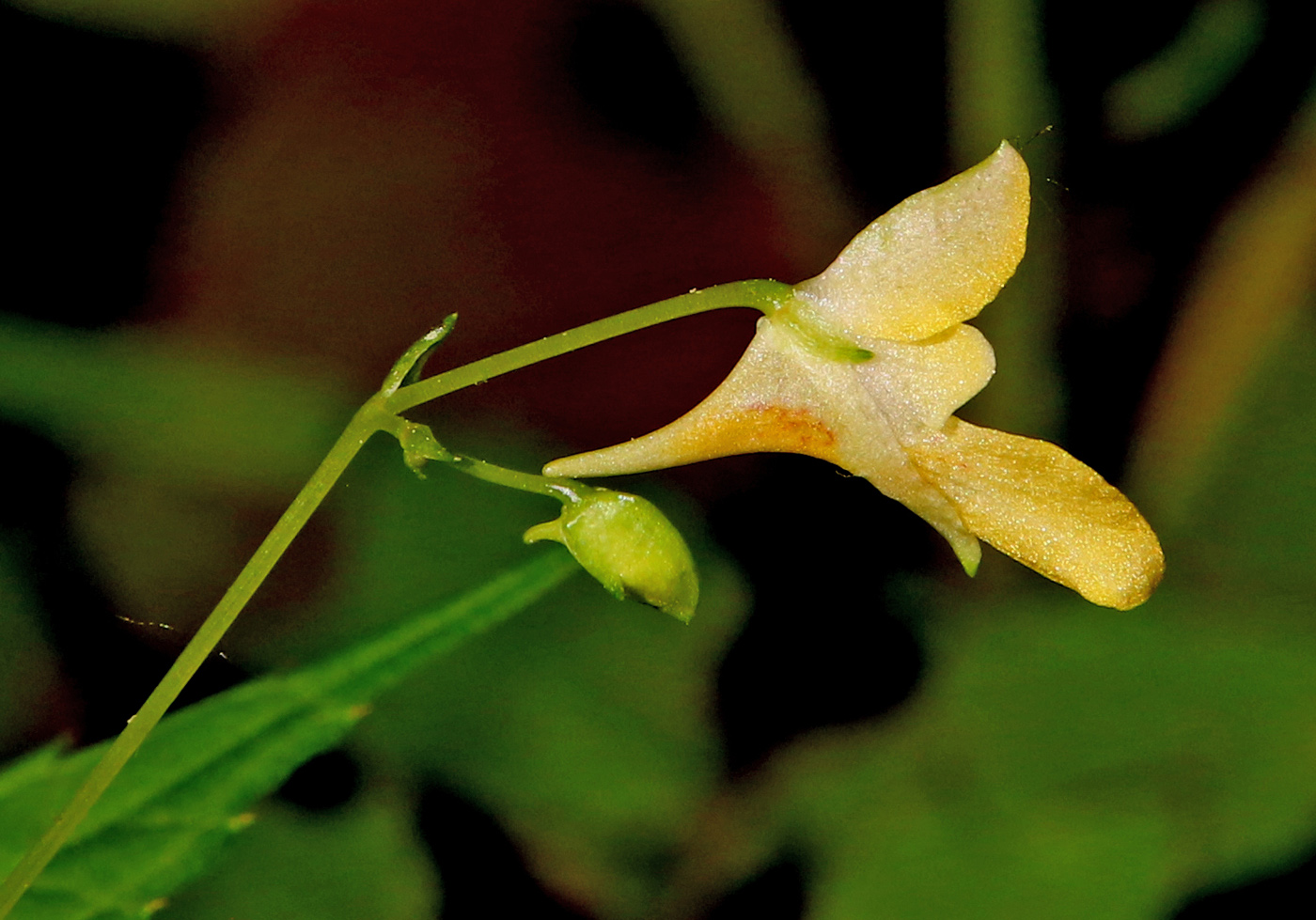 Изображение особи Impatiens parviflora.