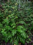 Cirsium oleraceum. Расцветающее растение в сообществе с Anthriscus sylvestris и Artemisia vulgaris. Вологодская обл., Сокольский р-н, Оларевская гряда, опушка смешанного леса. 13.07.2024.