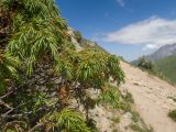 Juniperus oblonga. Ветви с шишкоягодами. Кабардино-Балкария, Черекский р-н, юго-восточный склон горы Эркедыген, ≈ 2600 м н.у.м., скала. 30.07.2024.