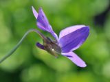 Viola hirta × V. odorata