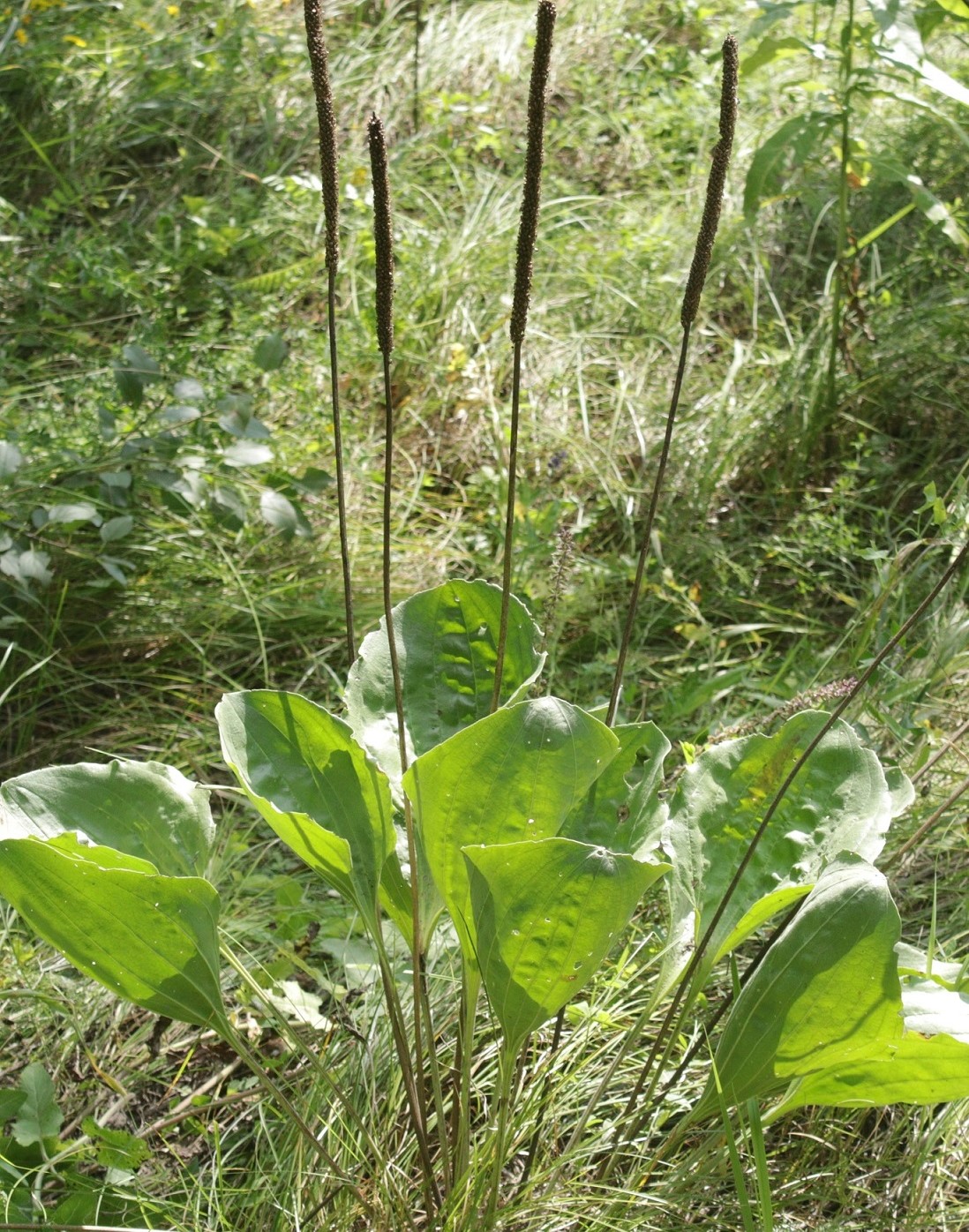 Image of Plantago maxima specimen.