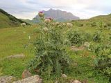 Cirsium balkharicum. Цветущее растение. Кабардино-Балкария, Черекский р-н, долина р. Псыгансу, ≈ 2000 м н.у.м., приречный луг. 30.07.2024.