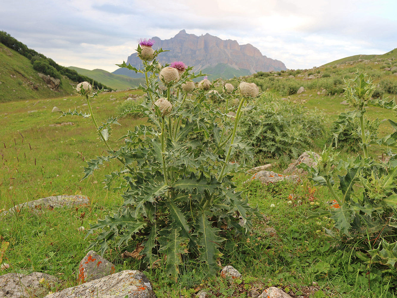 Image of Cirsium balkharicum specimen.