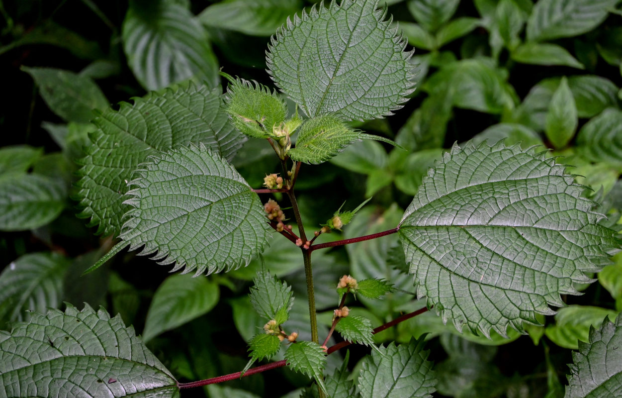 Изображение особи Boehmeria japonica.