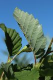 Alnus incana. Лист на верхушке молодого побега (видна абаксиальная поверхность). Беларусь, Витебская обл., окр. пос. Езерище, берег оз. Езерище у дендрария, травяно-кустарниковые заросли рядом с площадкой для отдыха. 11.07.2024.