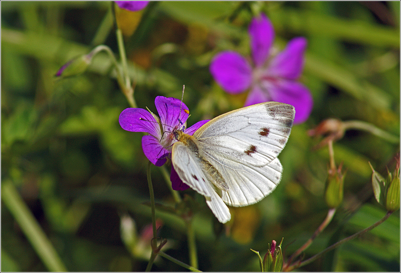 Image of Geranium palustre specimen.