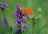 Betonica officinalis. Соцветие с питающейся бабочкой-нимфалидой Argynnis paphia. Московская обл., Раменский р-н, окр. ж.-д. платформы Хрипань, просека под ЛЭП. 07.07.2011.