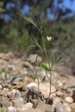 View full-size image Lathyrus saxatilis