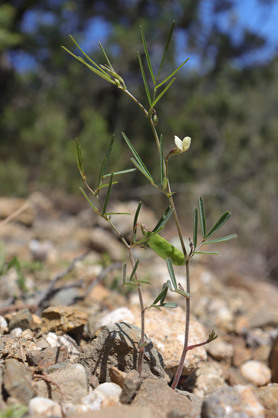 Image of Lathyrus saxatilis specimen.