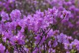 View full-size image Rhododendron mucronulatum