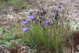 View full-size image Campanula rotundifolia