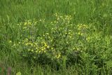 Смотреть изображение Potentilla argentea
