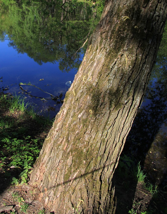 Image of Salix &times; meyeriana specimen.