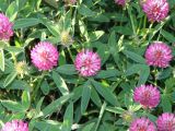 Trifolium medium