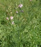 Delphinium ajacis. Средняя часть цветущего растения. Ростовская обл., дельта Дона, окр. г. Азов. 31 мая 2011 г.