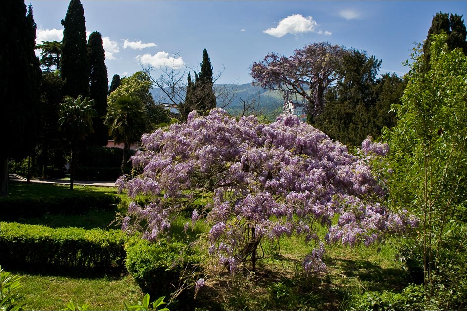 Image of Wisteria sinensis specimen.