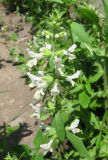 Stachys annua