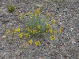 Bupleurum bicaule