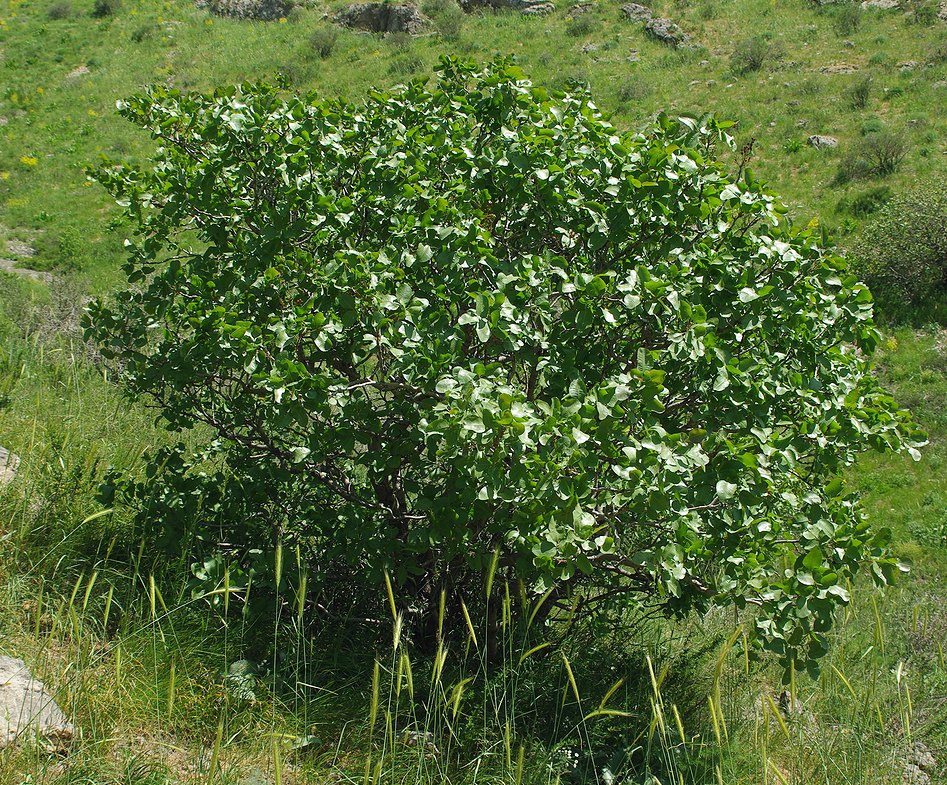 Image of Pistacia vera specimen.