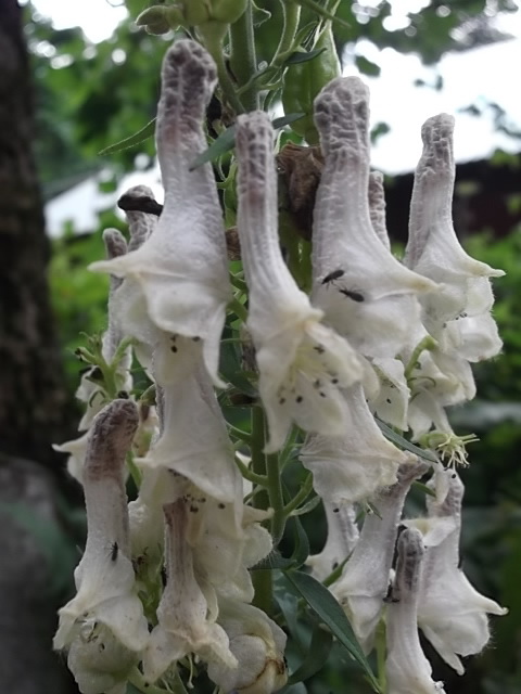 Image of Aconitum orientale specimen.