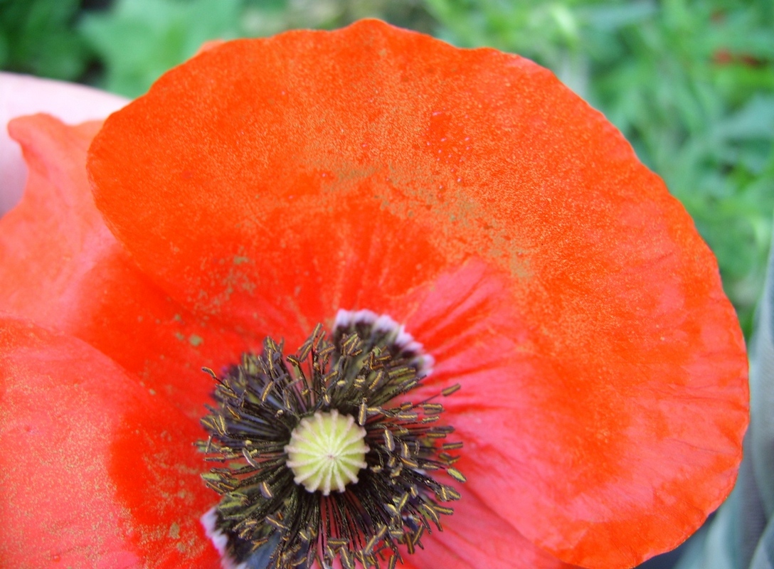 Image of Papaver rhoeas specimen.