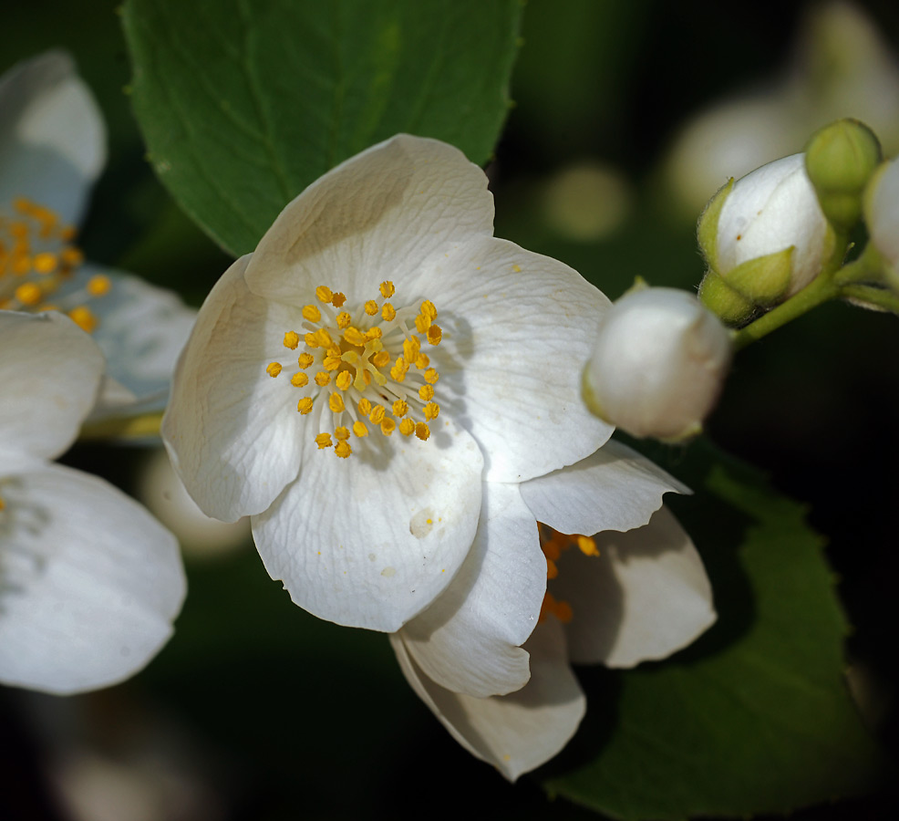 Изображение особи Philadelphus coronarius.