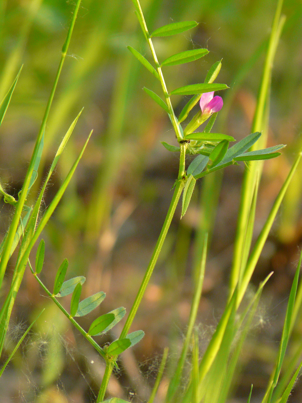 Image of Vicia angustifolia specimen.