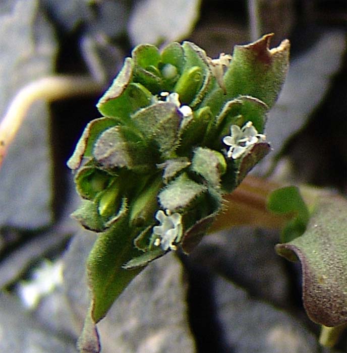 Image of Pseudobetckea caucasica specimen.