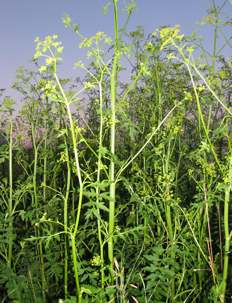 Image of Pastinaca sativa specimen.