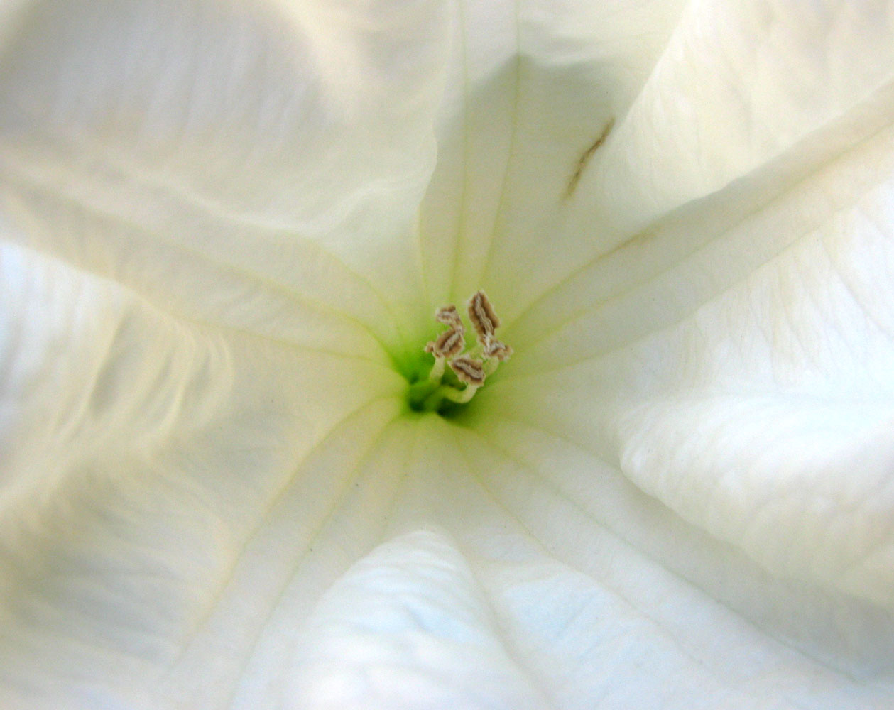 Image of Datura wrightii specimen.