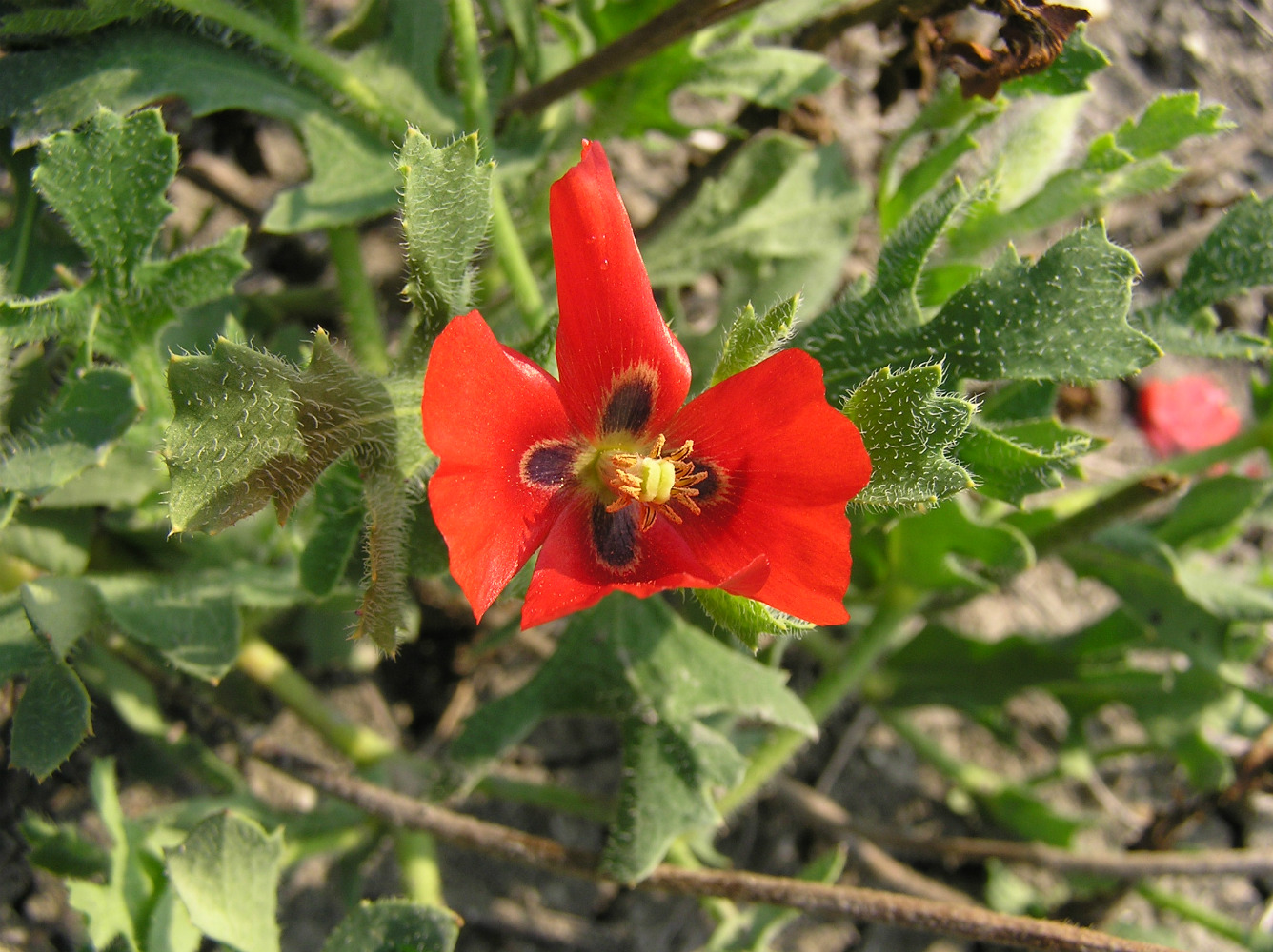 Image of Glaucium corniculatum specimen.