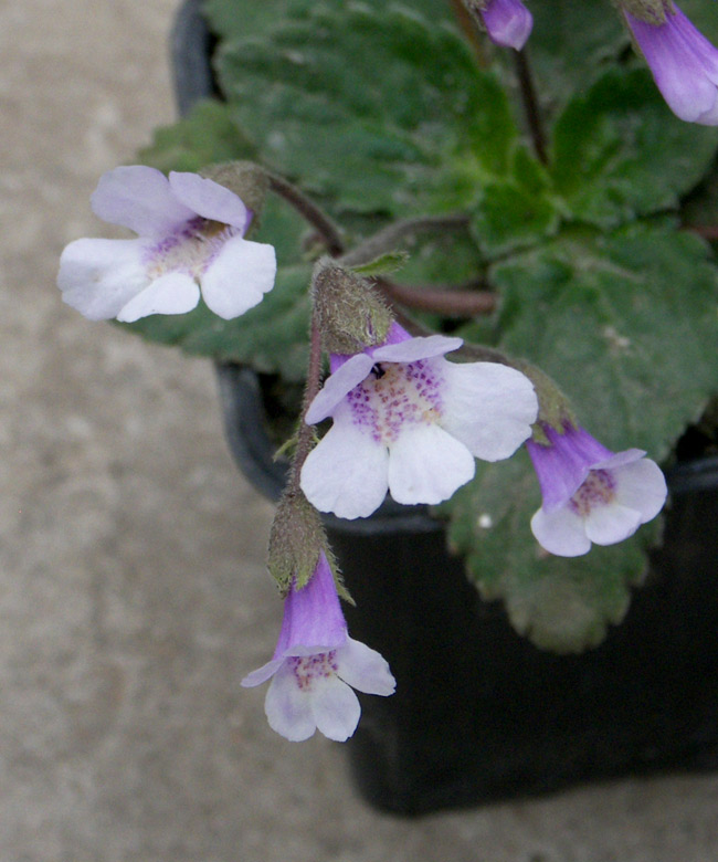 Image of Haberlea rhodopensis specimen.