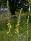 Agrimonia eupatoria. Соцветия. Киев, луг возле Святошинского озера. 18 июня 2009 г.