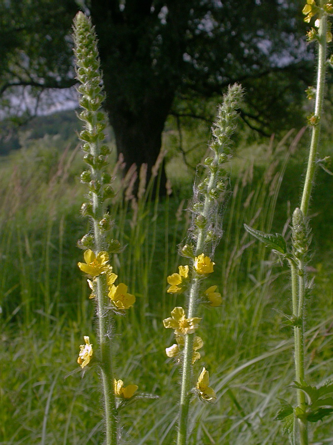 Image of Agrimonia eupatoria specimen.