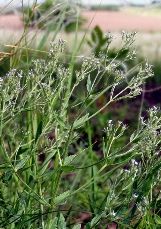 Image of Nepeta parviflora specimen.